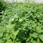 Cat Mint