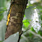 Eyelash Viper