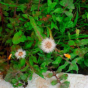 Red-seeded Dandelion