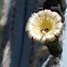 Blue Baseball-bat Cactus