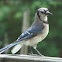 Blue Jay