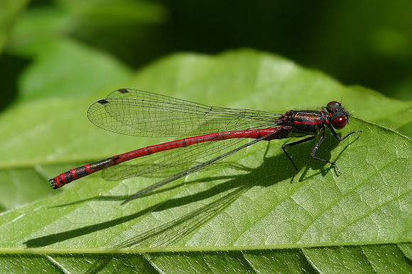 Spotting Image 1