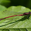 Large Red Damselfly