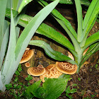 Mushrooms