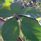 Woodbine, Virginia Creeper