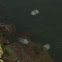 Moon jelly