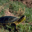 Painted Turtle