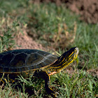 Painted Turtle