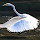 Birds of Coastal Georgia