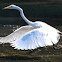 Great Egret