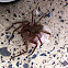 Huntsman with egg sac