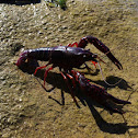 Crawfish
