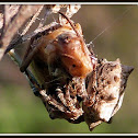 Star-bellied Orb Weaver Spider