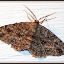 Canadian Melanolophia Moth