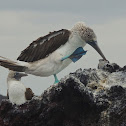 Blue-footed boobies
