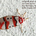 Erebidae, Arctiinae