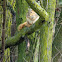 Eastern Fox Squirrel