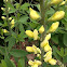 False or Wild Indigo 'Carolina Moonlight'