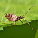 Helmeted squash bug (nymph)