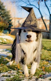 How to mod Border Collie Wallpapers patch 1.0 apk for pc