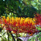 Southern Silky Oak