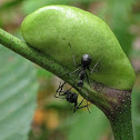 Ant