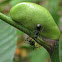 Ant