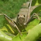 Katydid