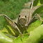 Katydid