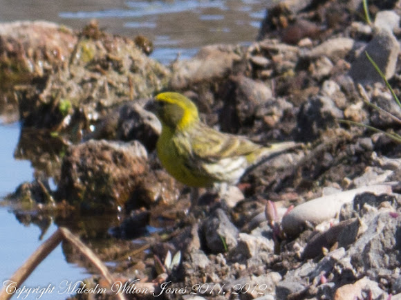 Spotting Image 1