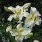 Lilium