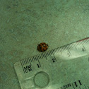 Multicolored Asian Ladybeetle