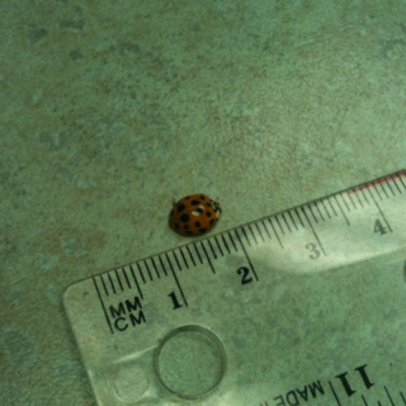 Spotting Image 1