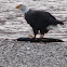 Mature Bald Eagle