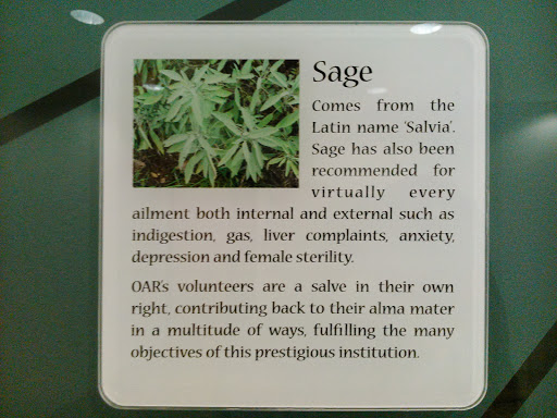 Sage In Shaw