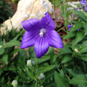 Balloon flower or bellflower