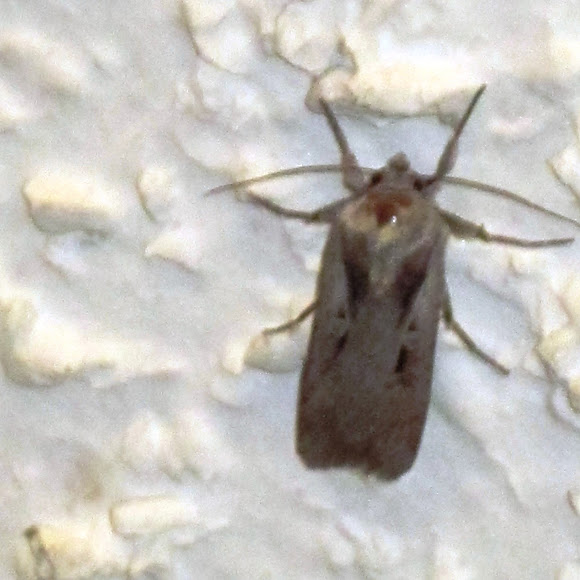 Spotting Image 1