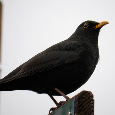 Birds of Britain