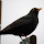 Birds of Britain