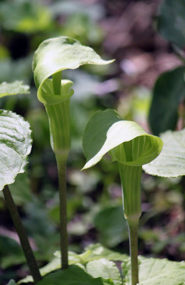 Spotting Image 1