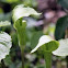 Jack in the Pulpit
