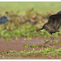 Glossy Ibis