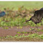 Glossy Ibis