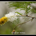 Sickle Bush