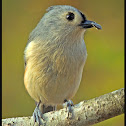 Tufted titmouse
