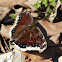 Mourning Cloak Butterfly