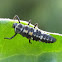 Western Blood-Red Lady Beetle Larva