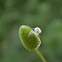 Goldenrod Crab Spider