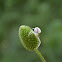 Goldenrod Crab Spider