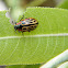 Cottonwood Leaf Beetle